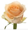 ΤΡΙΑΝΤΑΦΥΛΛΑ  ΚΡΕΜ  ROSEN MAGIC AVALANCE 60cm